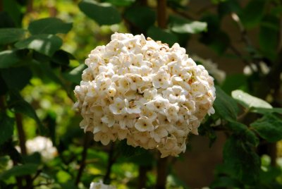 Viburnum x carlcephalum - kalina kulovitá - květ celek